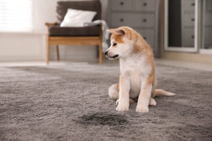 How Carpet Cleaners Help Pet Owners Can Protect Their Carpet