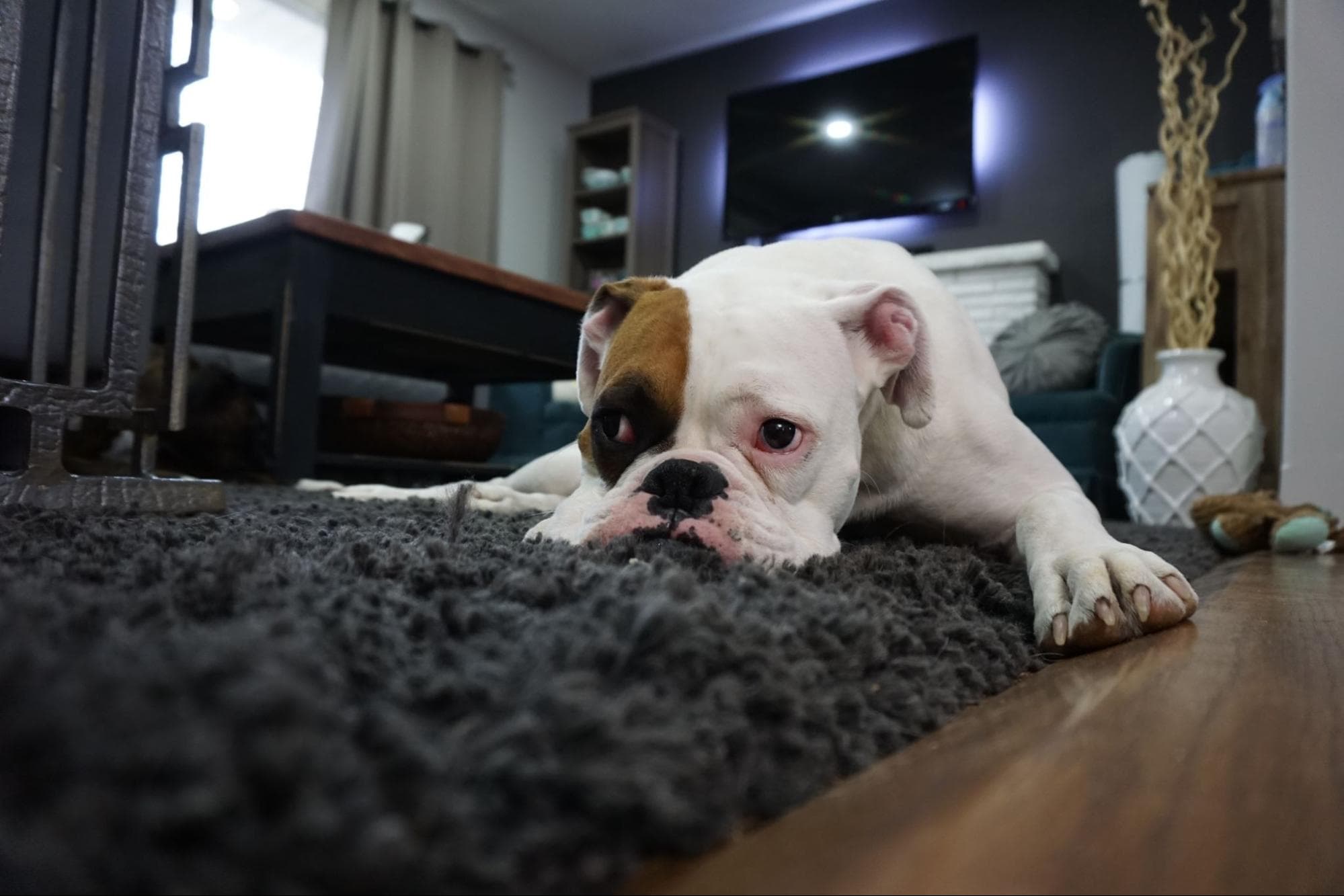 5 Signs Your Carpet Needs Professional Cleaning